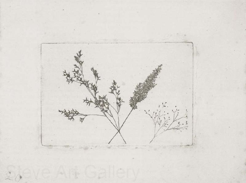 Willim Henry Fox Talbot Three Grasses